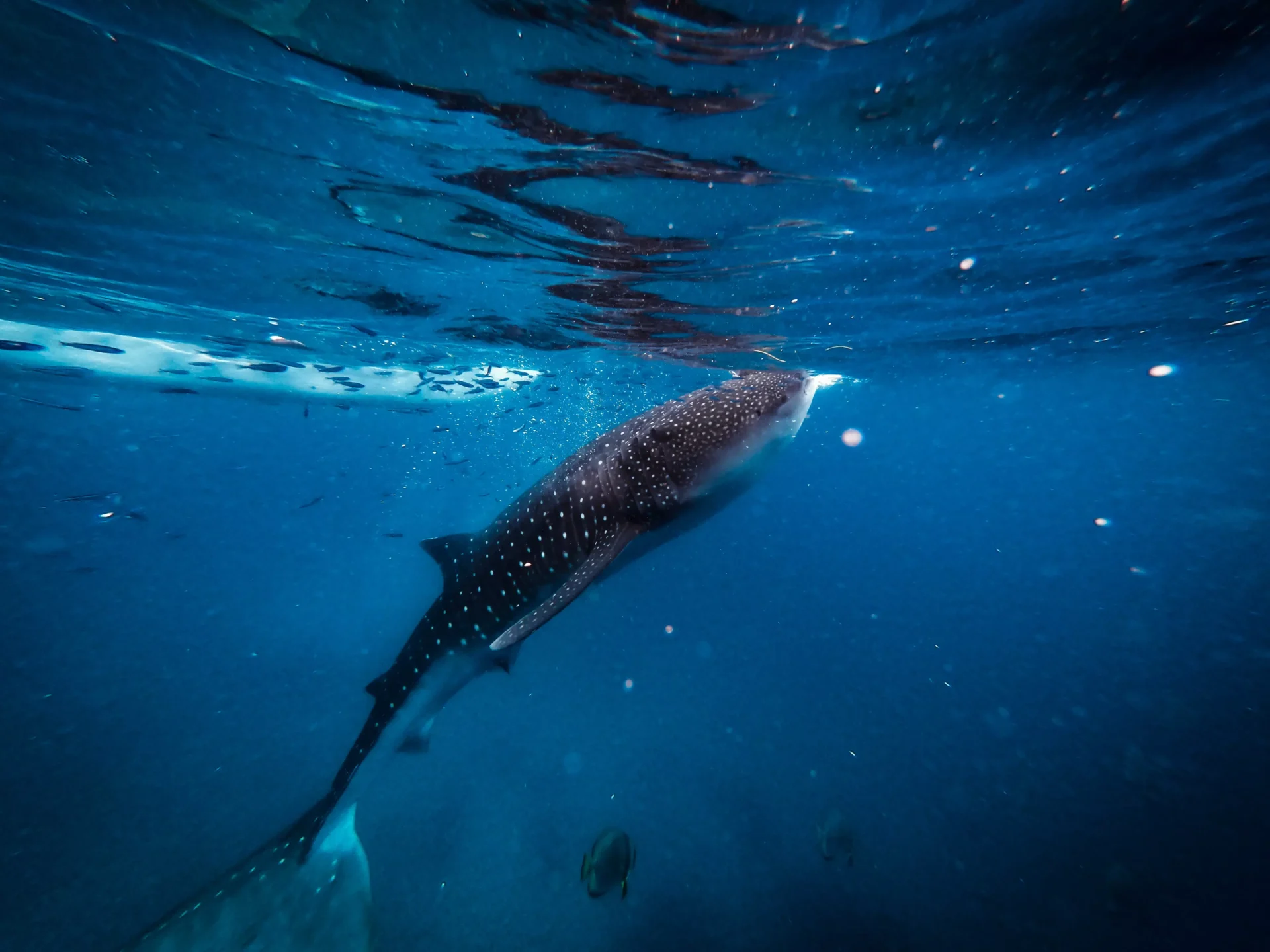 underwater humpback whale